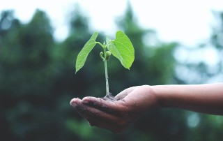 Hand holding a new seedling