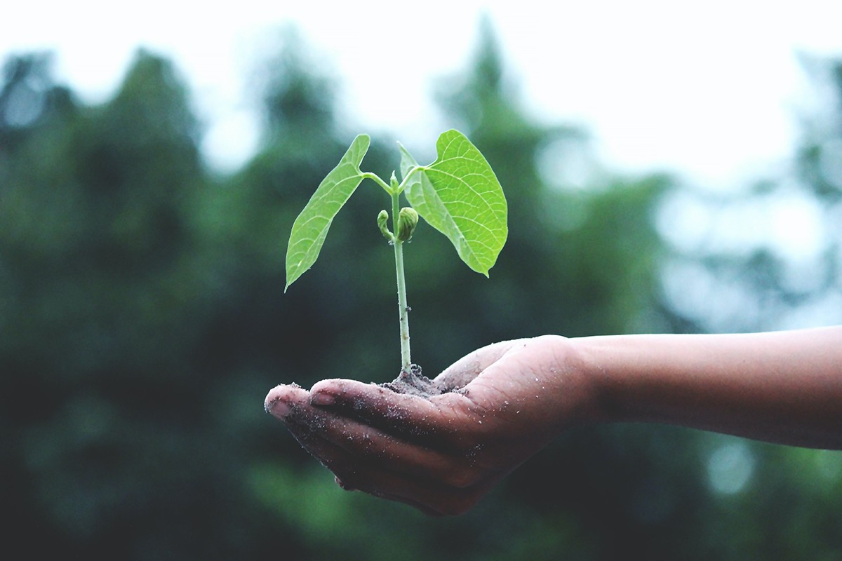 Green image Hand holding a new seedling